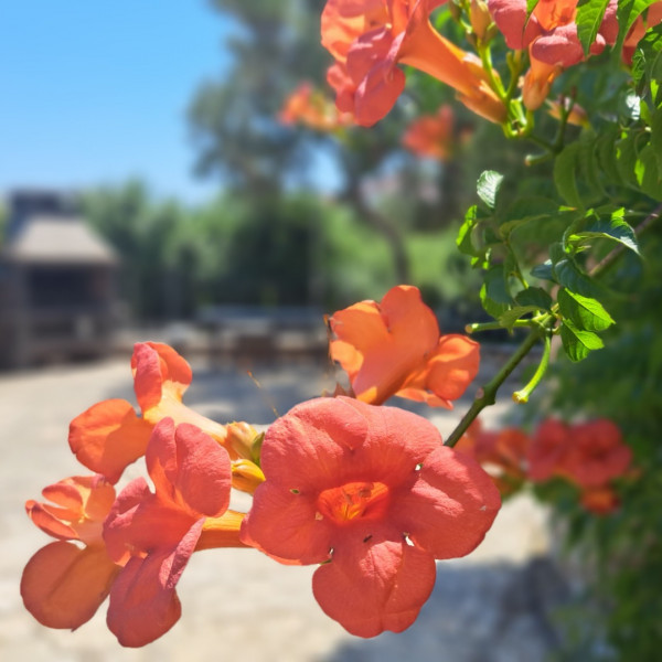 Apartmani Štiz - Betina, Apartmani Štiz u blizini mora, Betina, Murter Betina