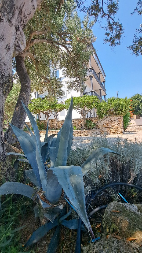 Dům a zahrada, Apartmány Štiz poblíž moře, Betina, Murter, Chorvatsko Betina