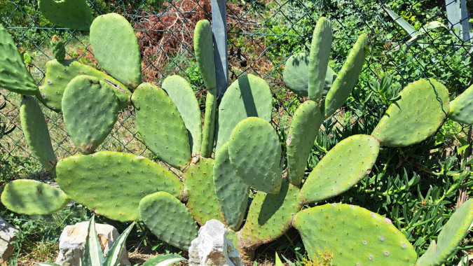 Dům a zahrada, Apartmány Štiz poblíž moře, Betina, Murter, Chorvatsko Betina