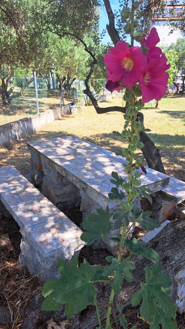 Dům a zahrada, Apartmány Štiz poblíž moře, Betina, Murter, Chorvatsko Betina