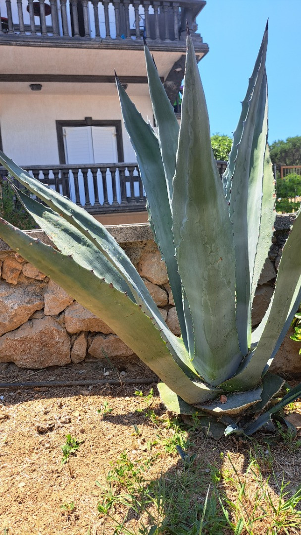 Dům a zahrada, Apartmány Štiz poblíž moře, Betina, Murter, Chorvatsko Betina