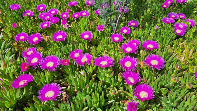 Dům a zahrada, Apartmány Štiz poblíž moře, Betina, Murter, Chorvatsko Betina