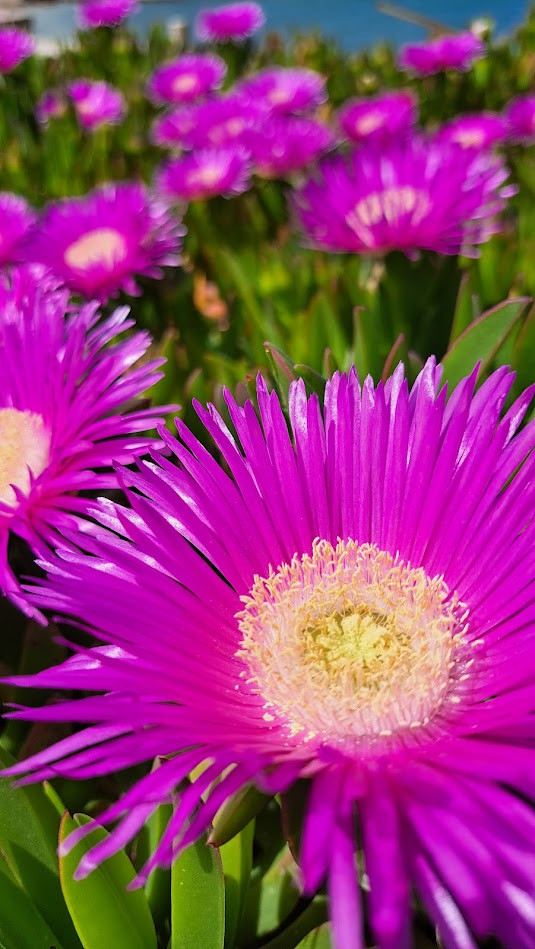 Pláž, Apartmány Štiz poblíž moře, Betina, Murter, Chorvatsko Betina